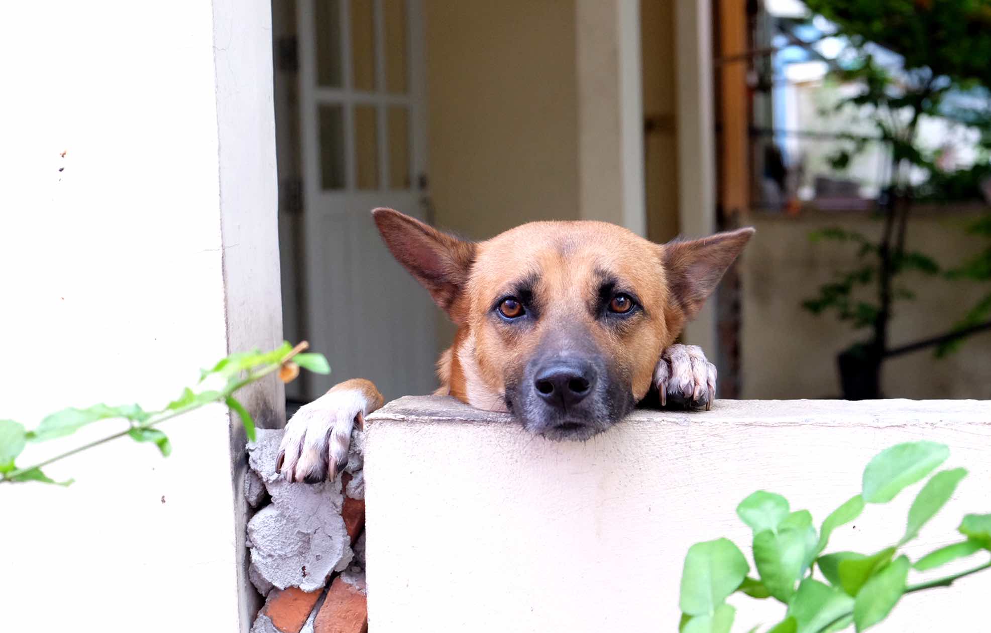 Separation Anxiety in Dogs: Causes, Signs, and Solutions That Actually Work