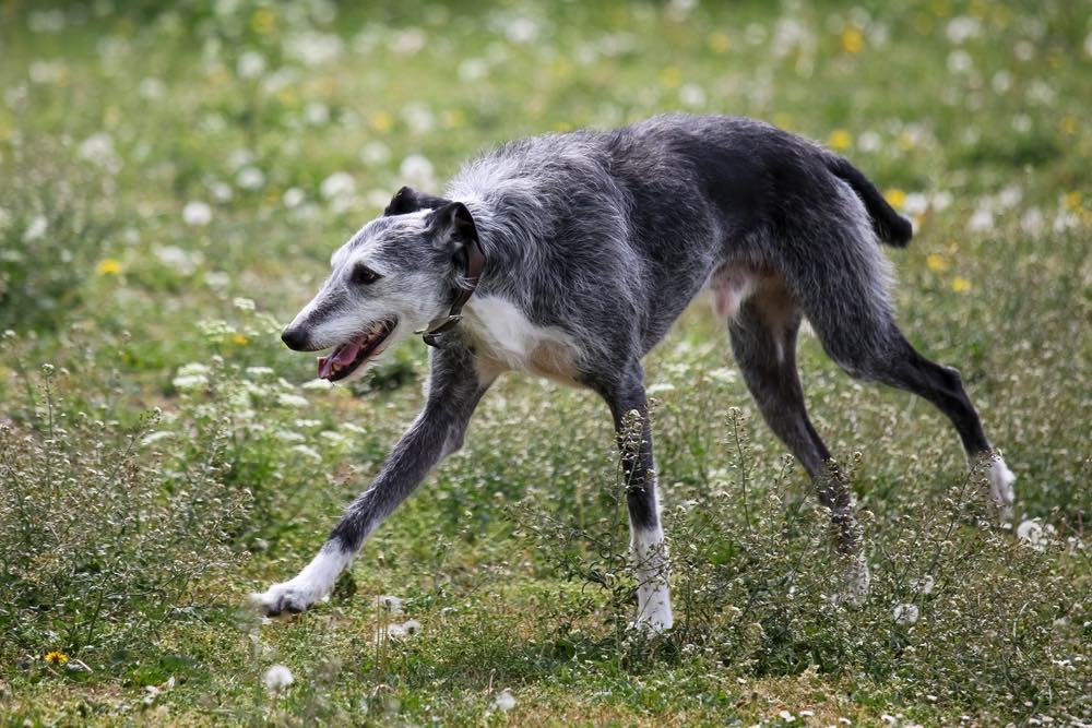 What Is a Lurcher? The Dog Type Most People Get Wrong