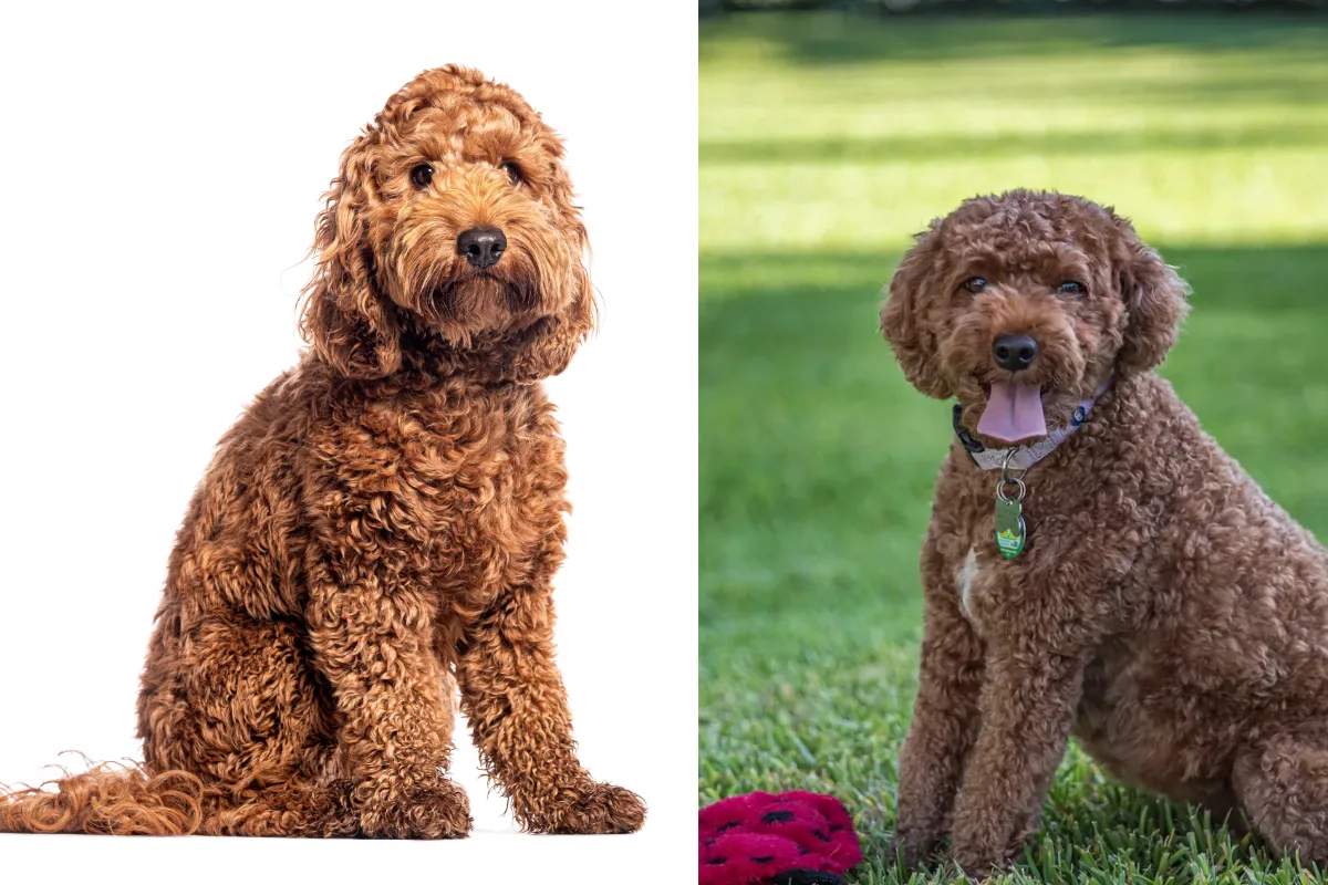 Spoodle vs Cavoodle: Which Small Oodle Is Right for You?