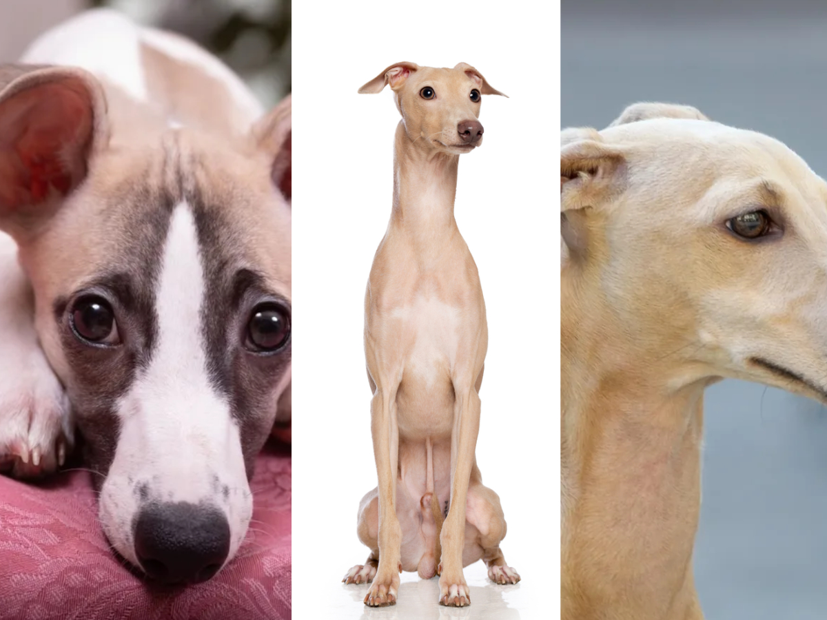 Greyhound vs Whippet vs Italian Greyhound: Key Differences