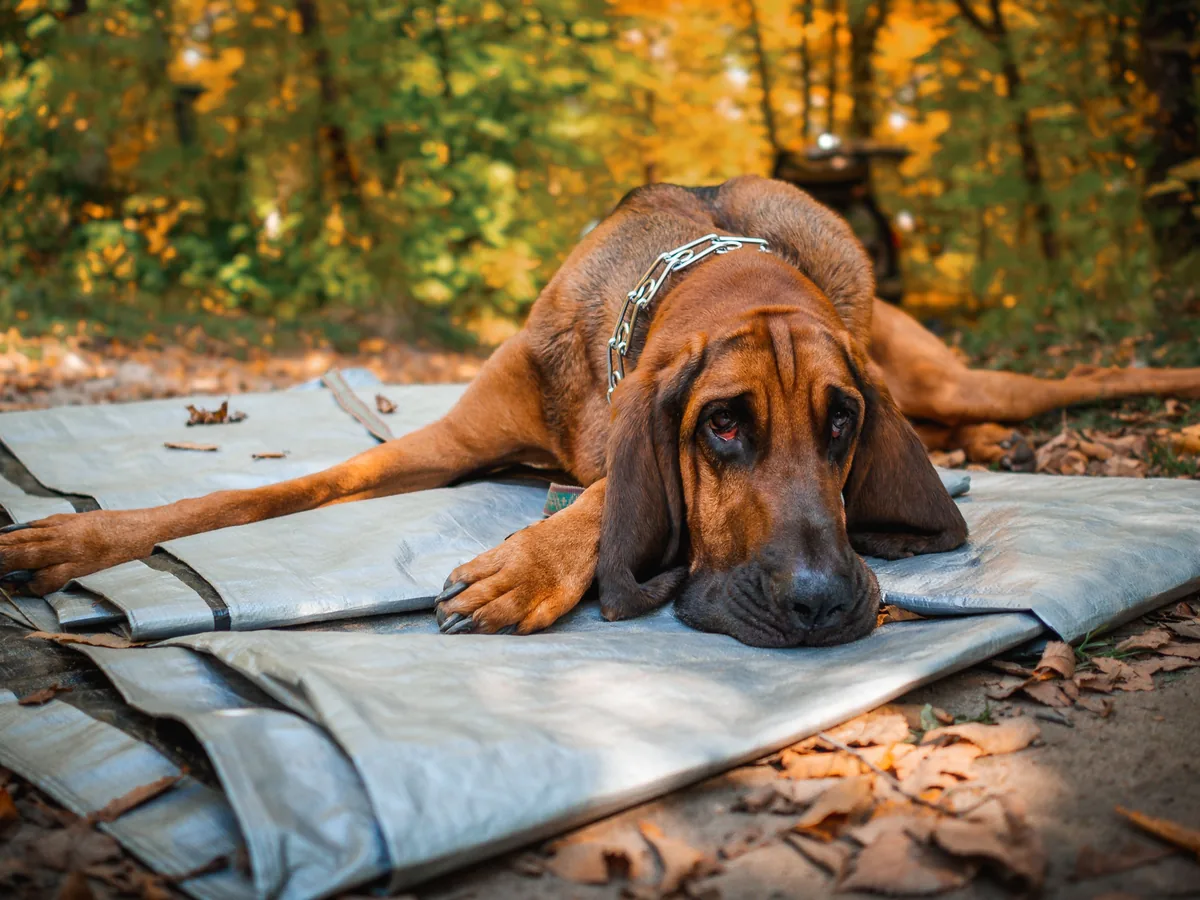 Bloodhound