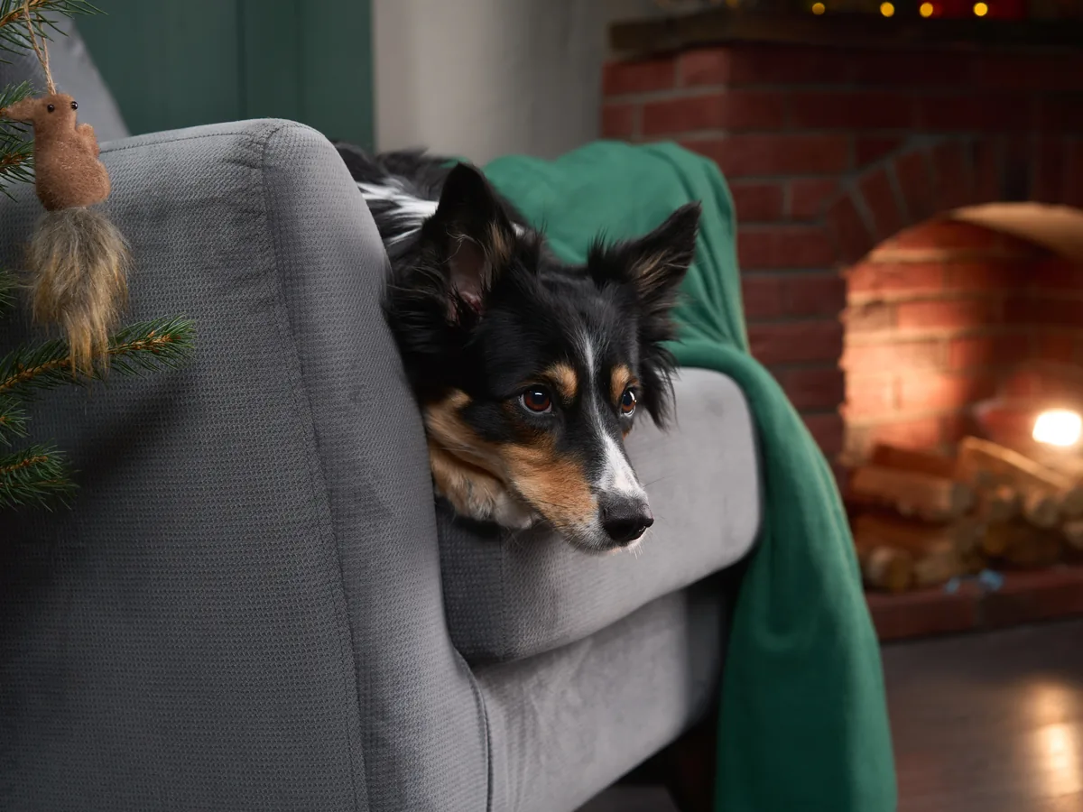 Border Collie