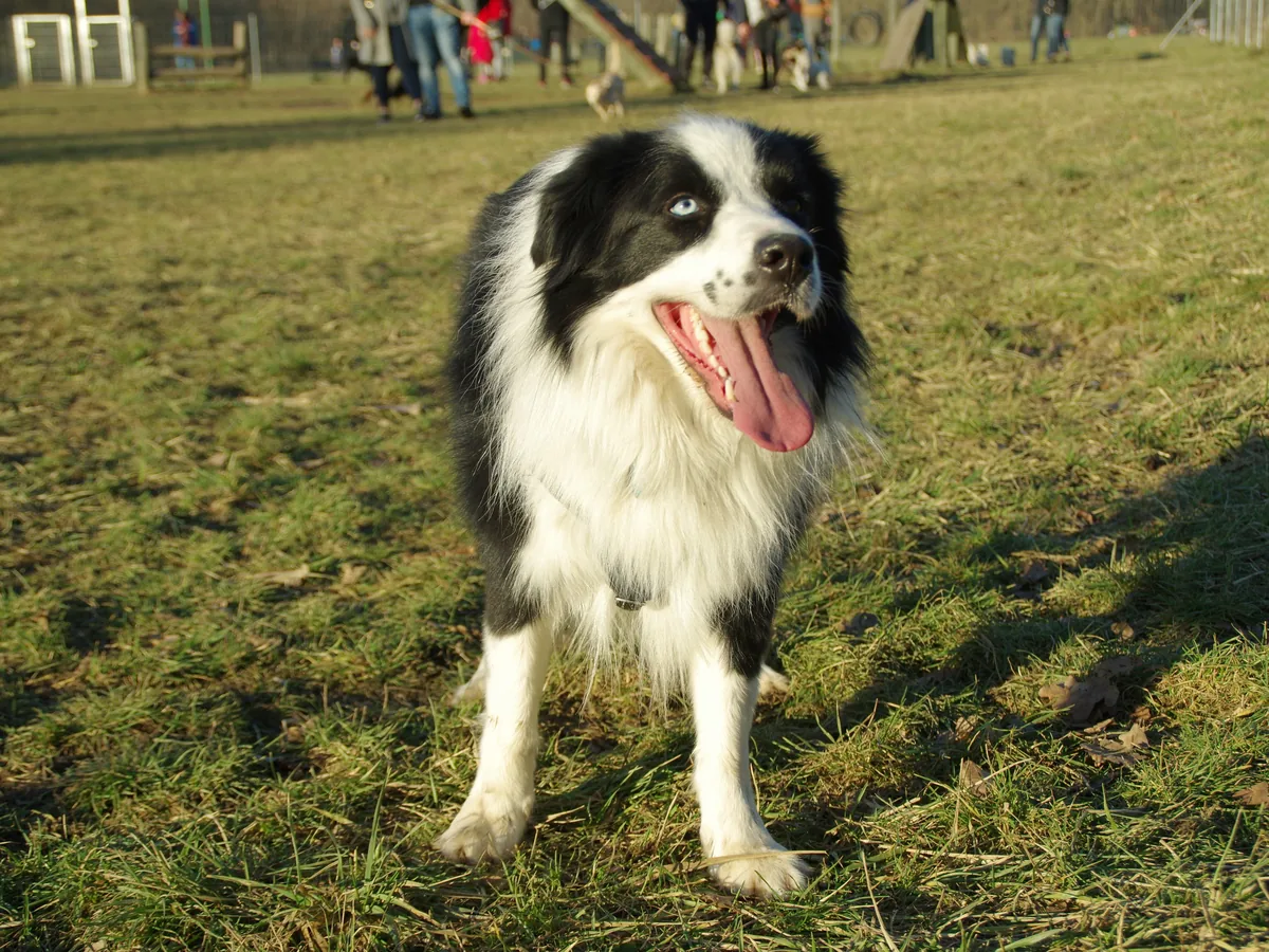 Border Collie