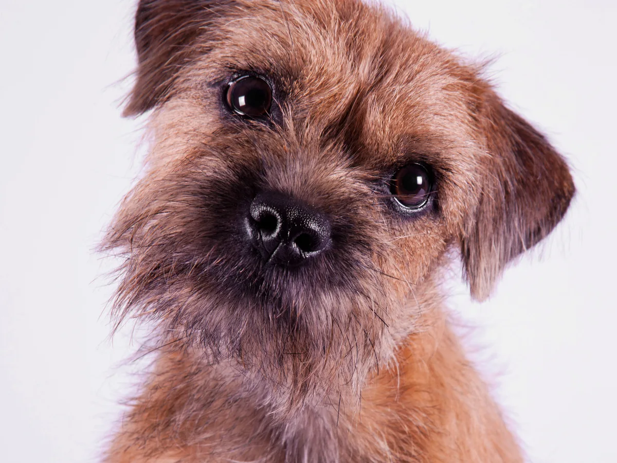 Border Terrier