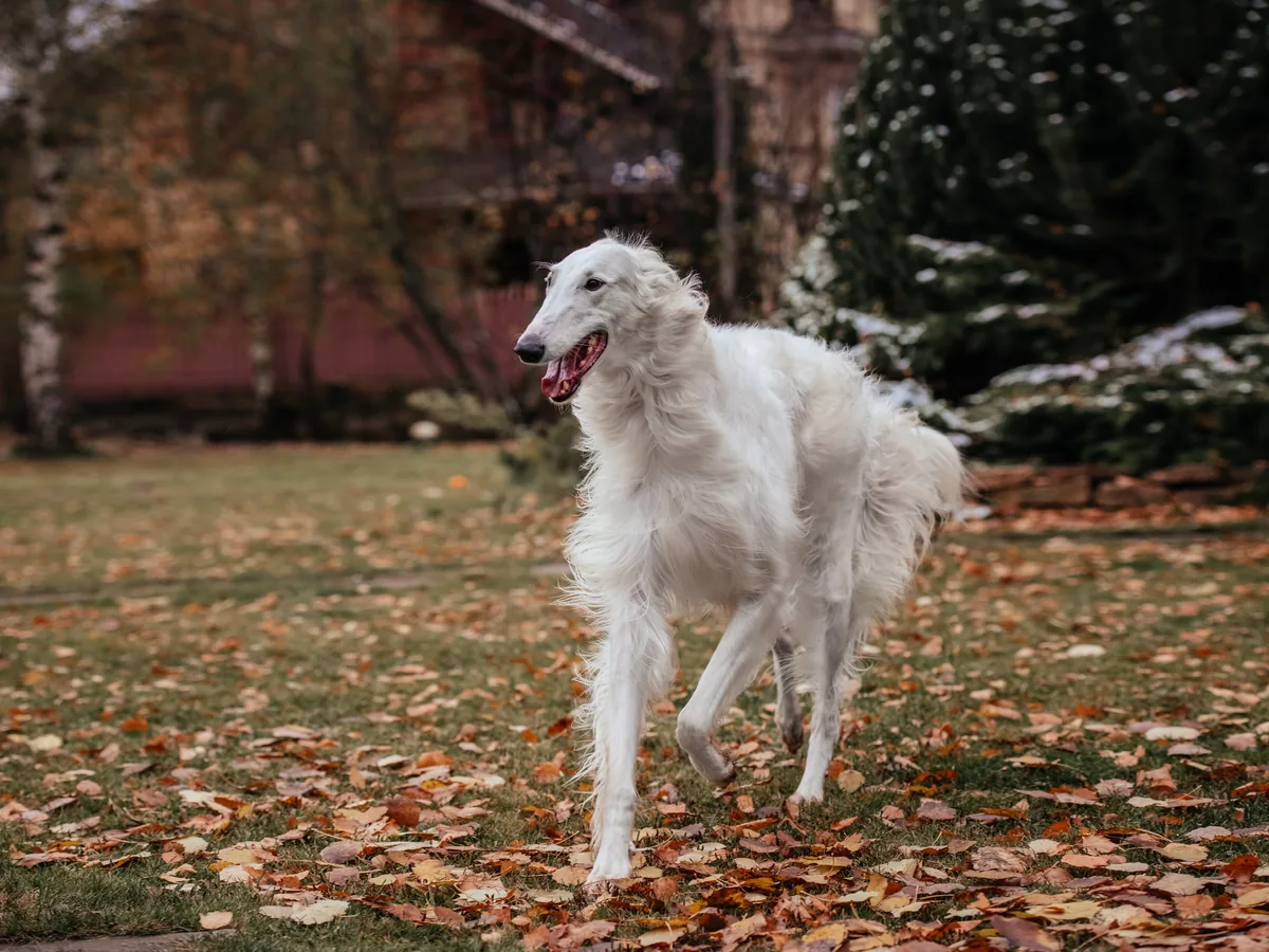 Borzoi