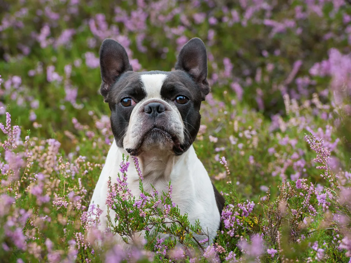 Boston Terrier