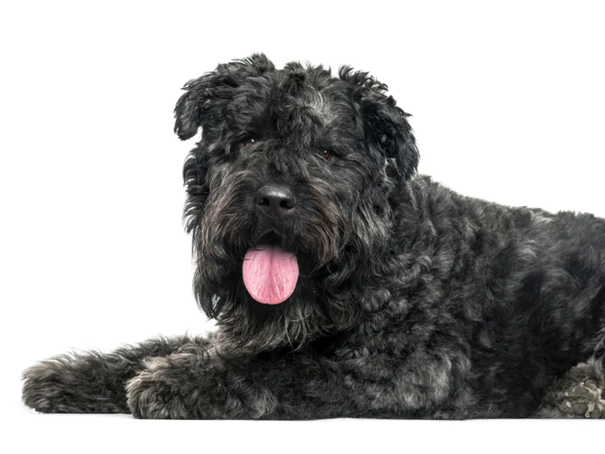 Bouvier des Flandres