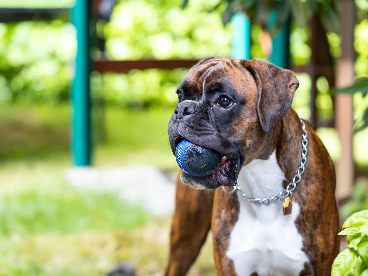 Boxer