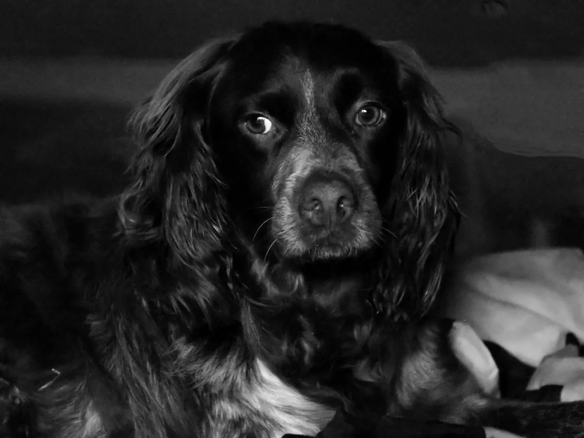 Boykin Spaniel