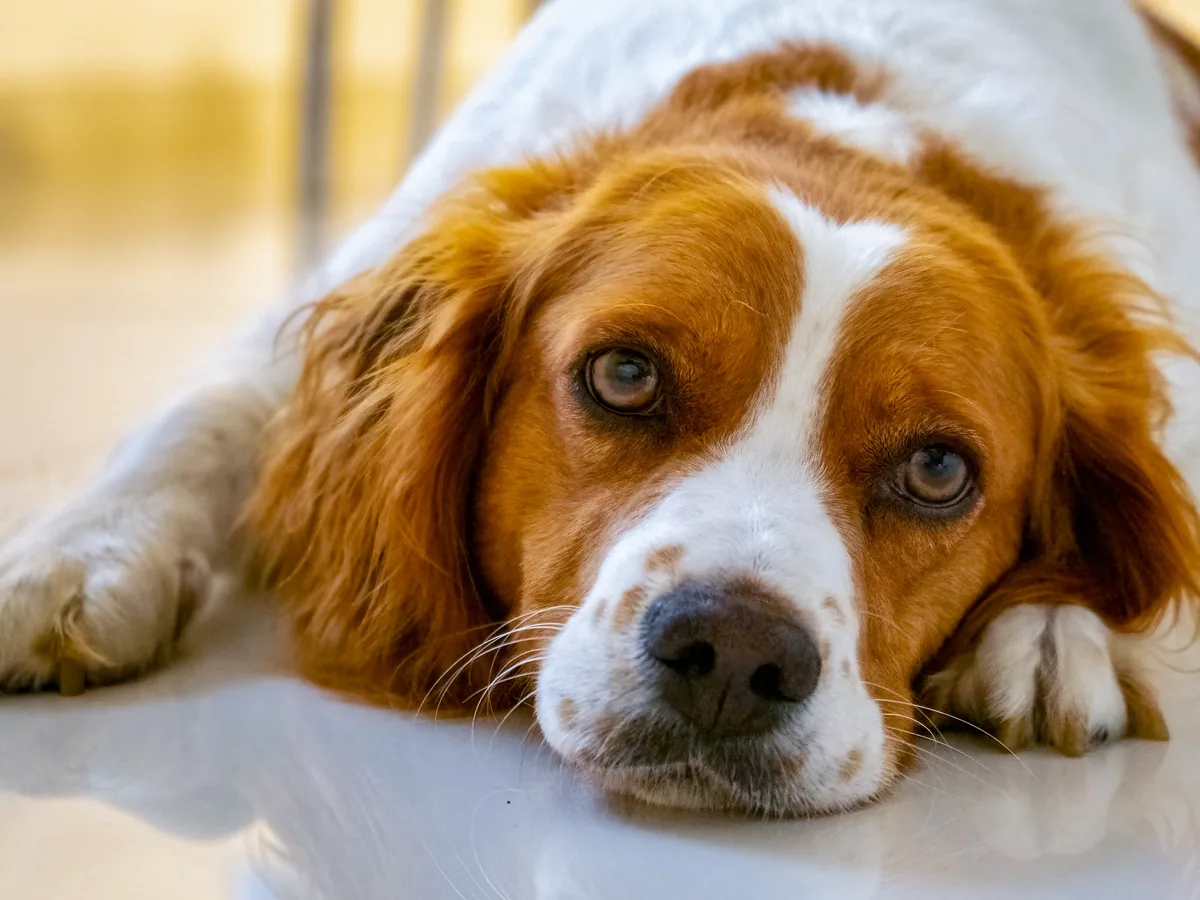 Brittany (Brittany Spaniel)
