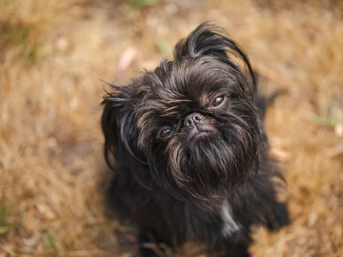 Brussels Griffon