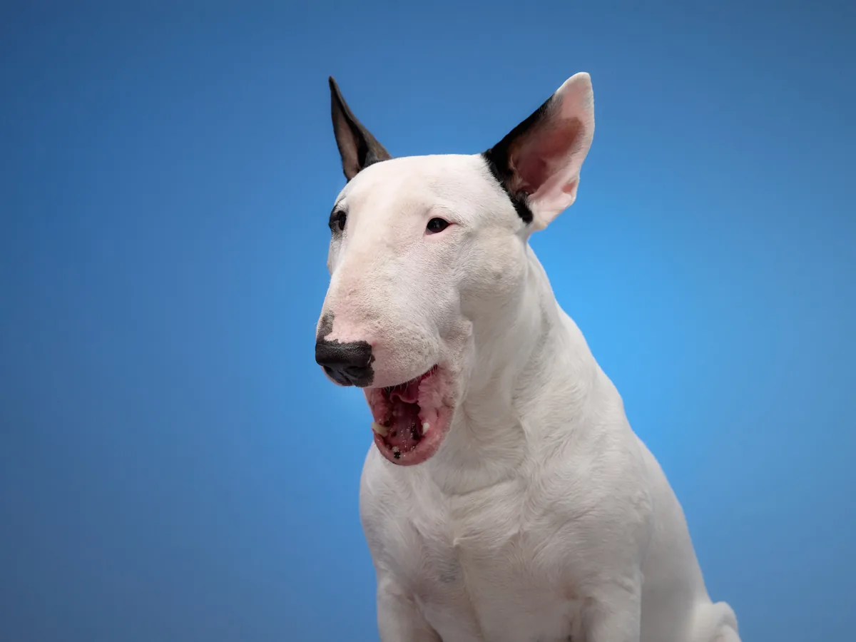 Bull Terrier