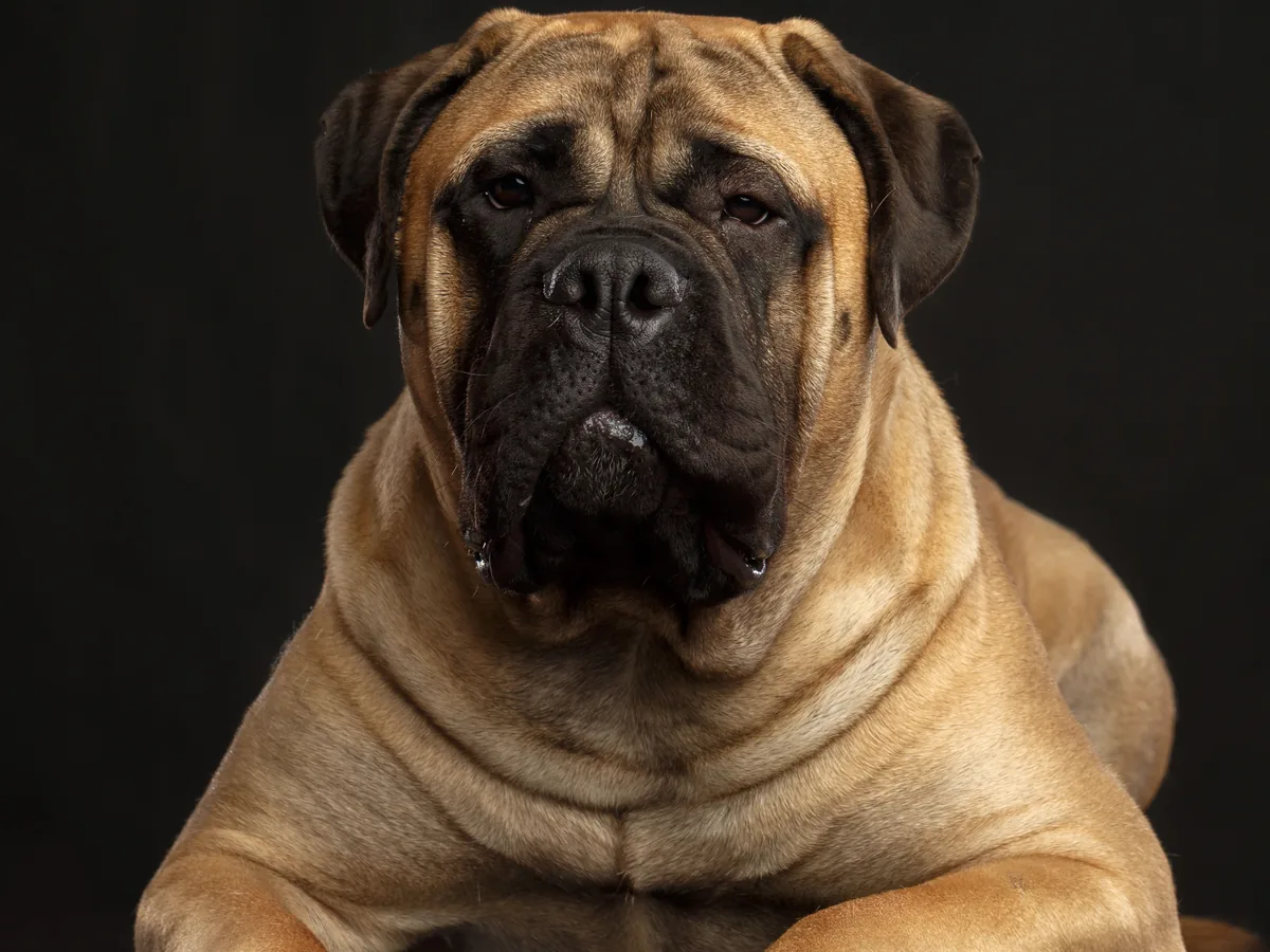 Bullmastiff
