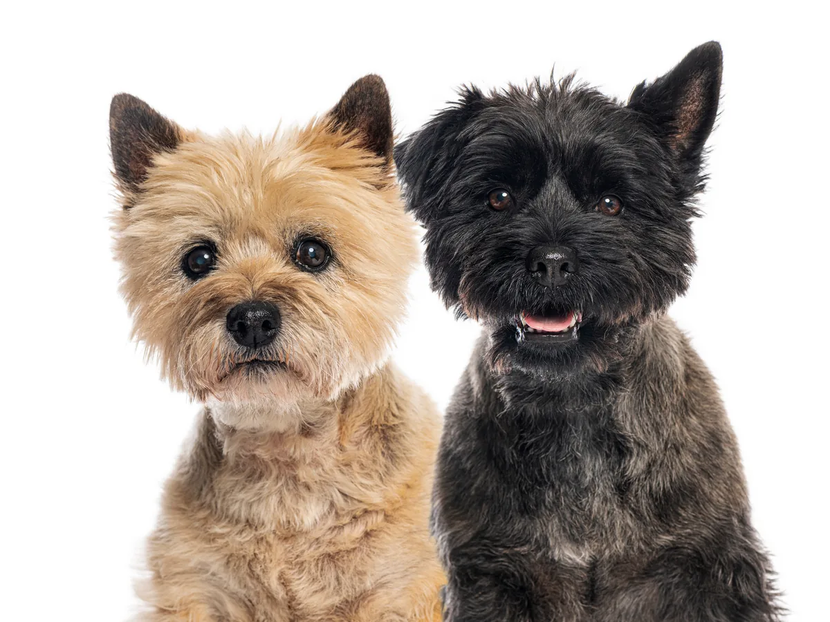Cairn Terrier