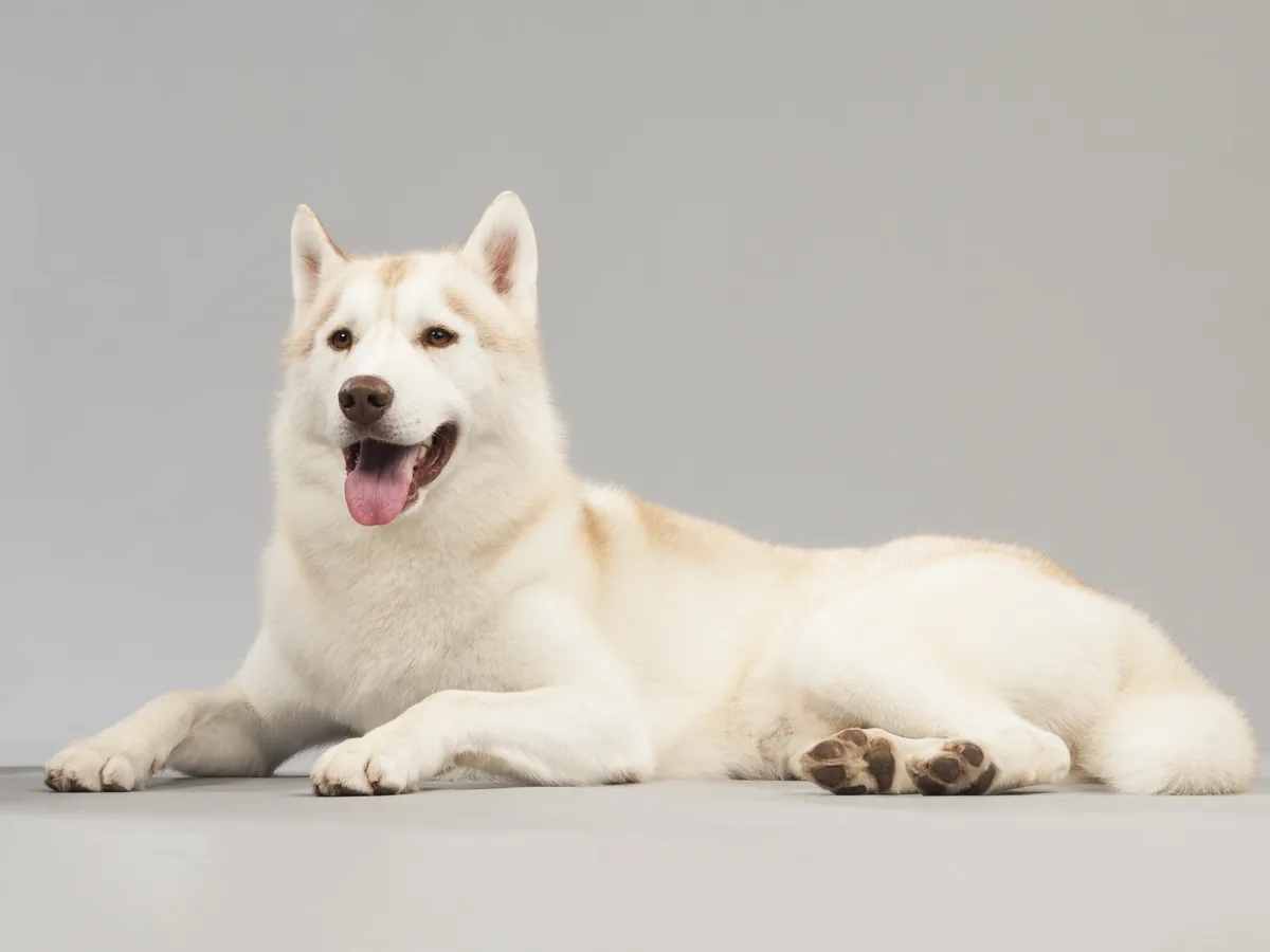 Canadian Eskimo Dog