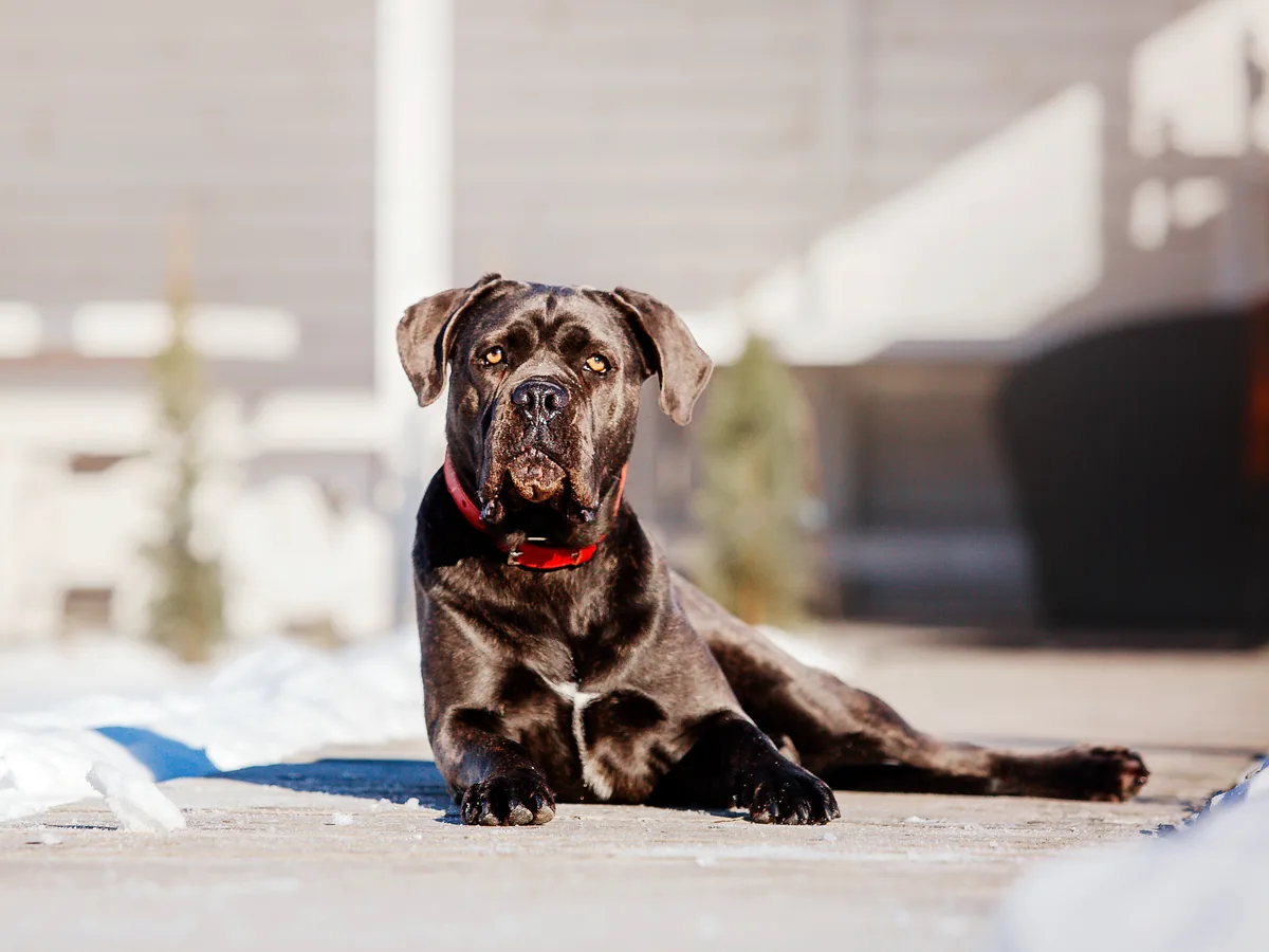 Cane Corso