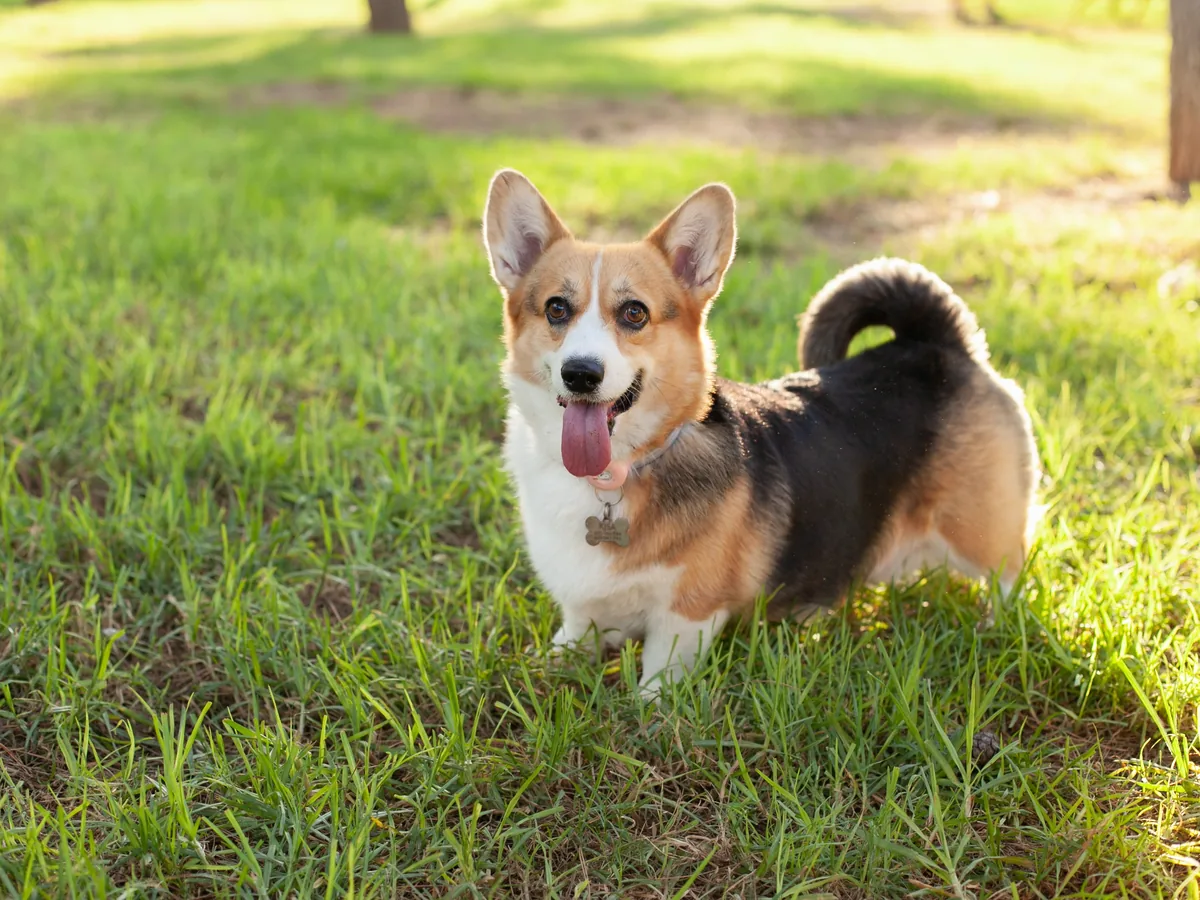 Cardigan Welsh Corgi