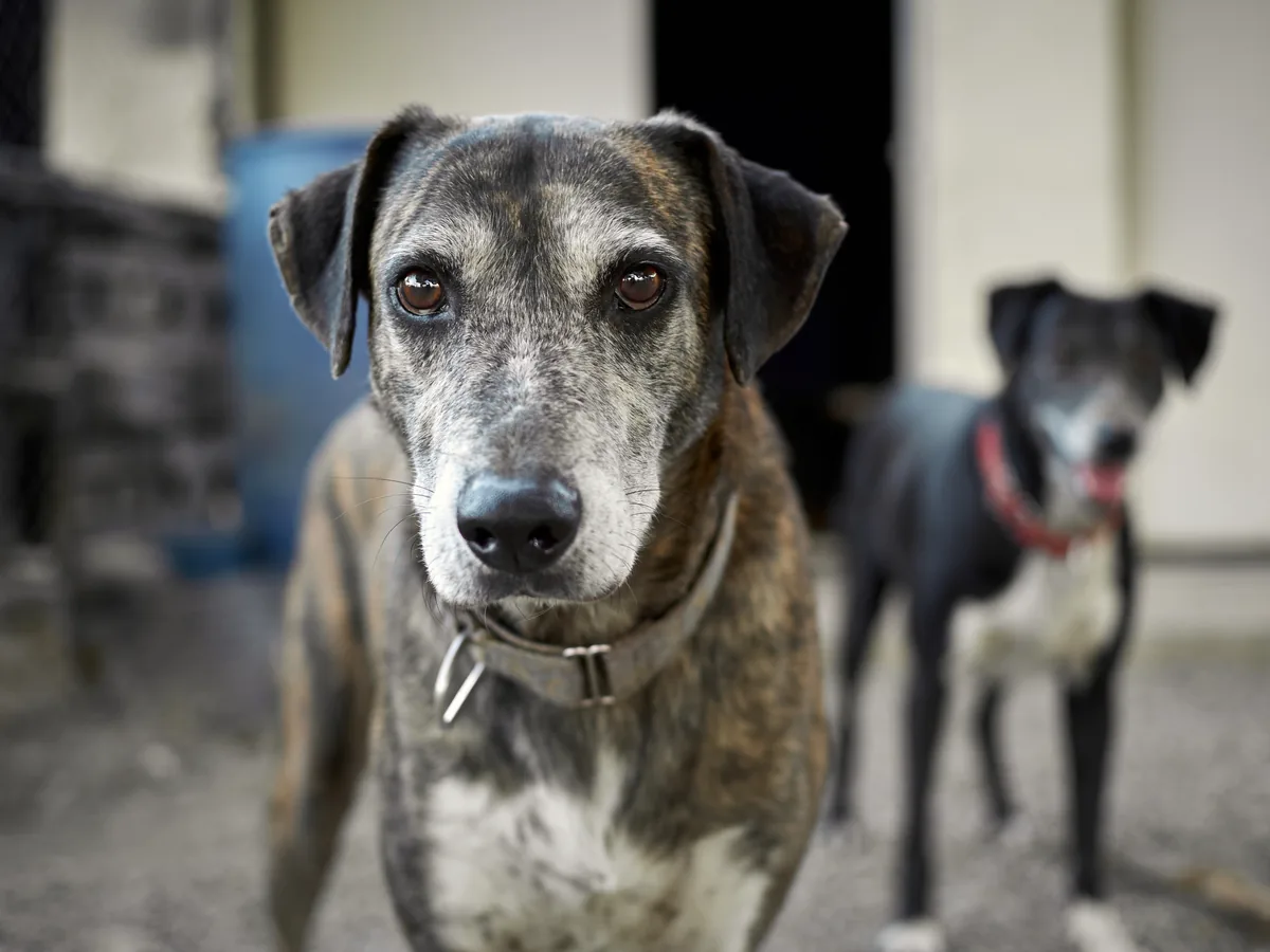 Catahoula Leopard Dog