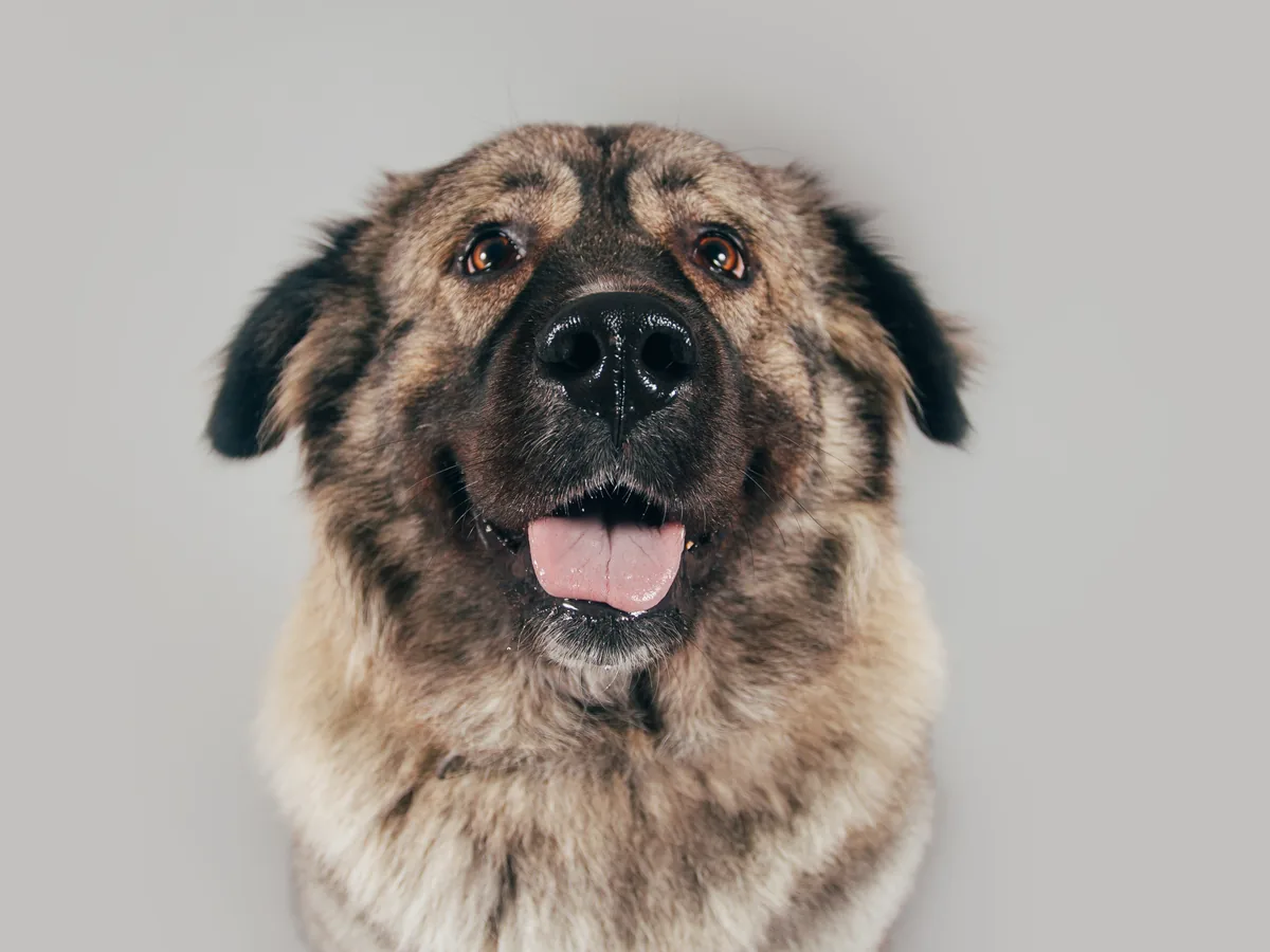Caucasian Shepherd Dog