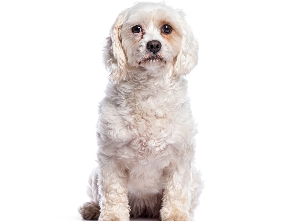 Cavachon
