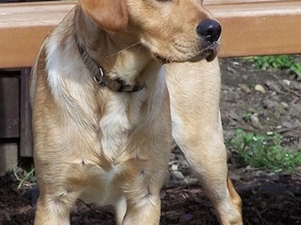 Cavador