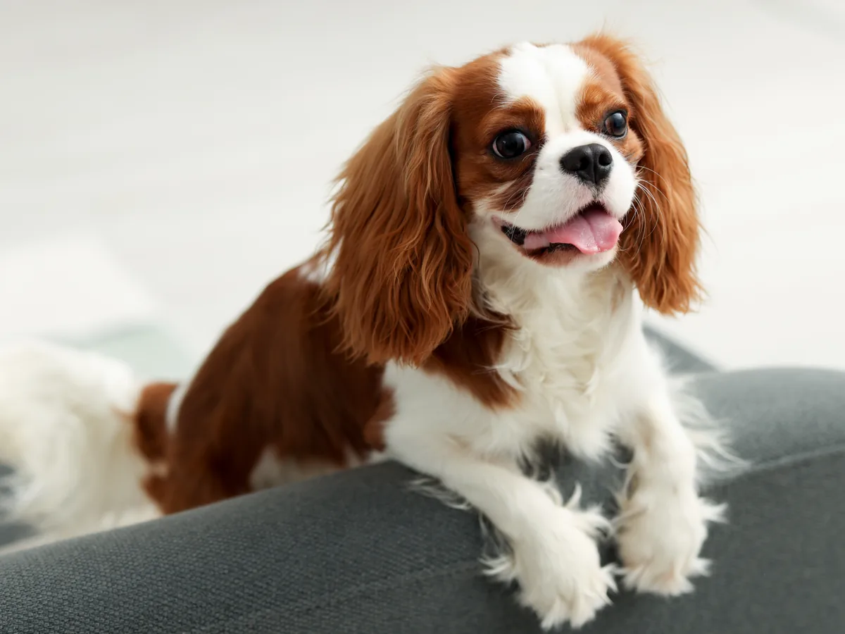 Cavalier King Charles Spaniel