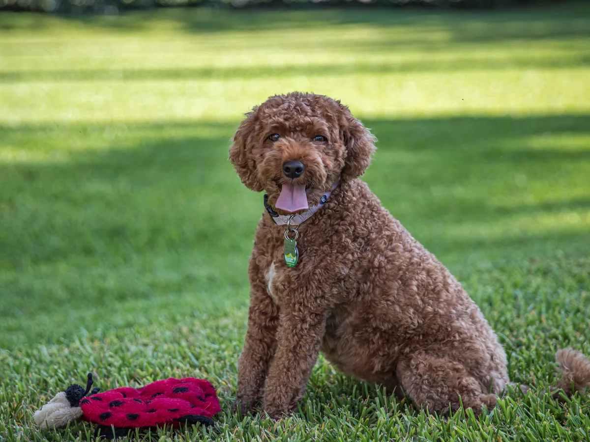 Cavapoo