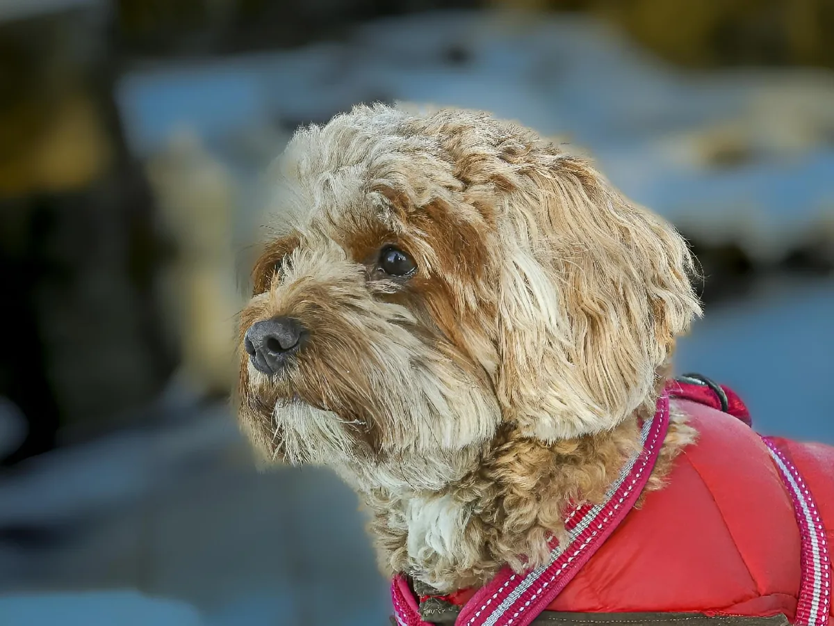 Older Cavoodle with a greying face wearing a red winter jacket outdoors