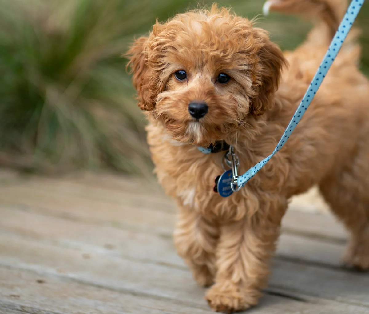 Toy Cavoodle Guide: Full-Grown Size, Mini vs Toy & Lifespan