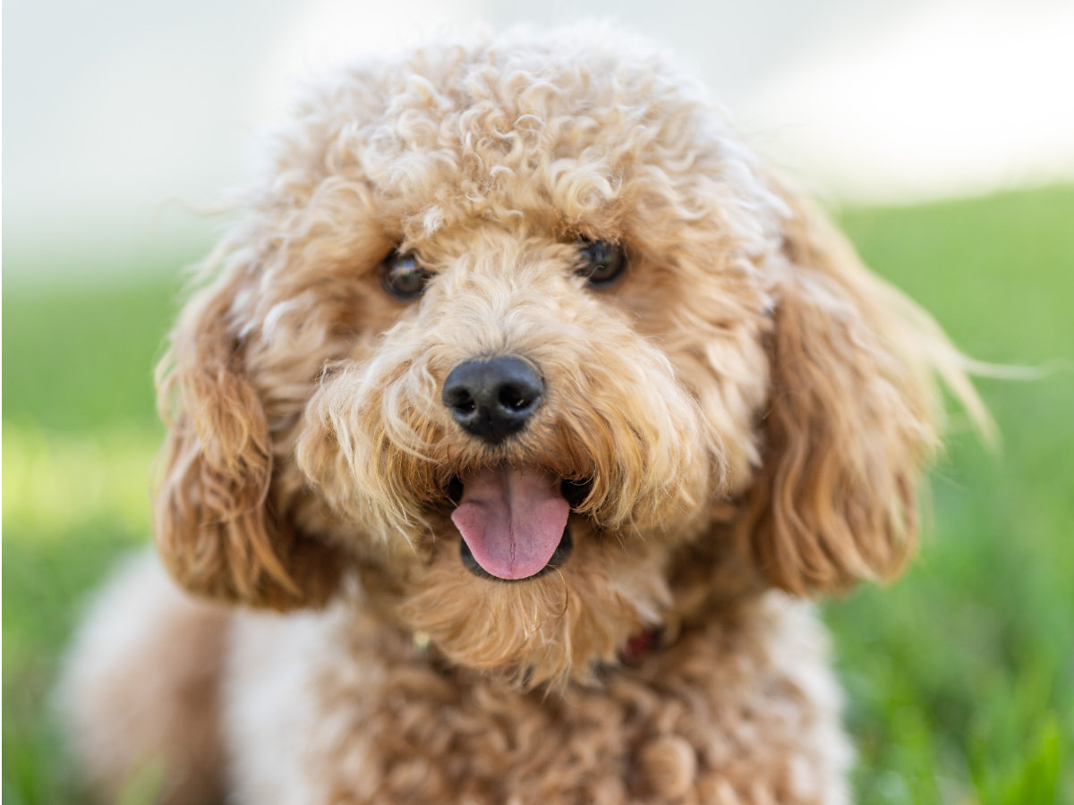 Close-up of a fluffy apricot Cavoodle with a curly coat and its tongue out