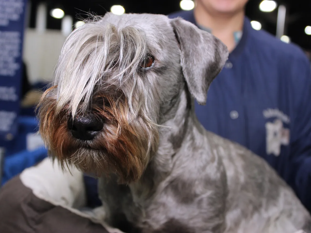 Cesky Terrier