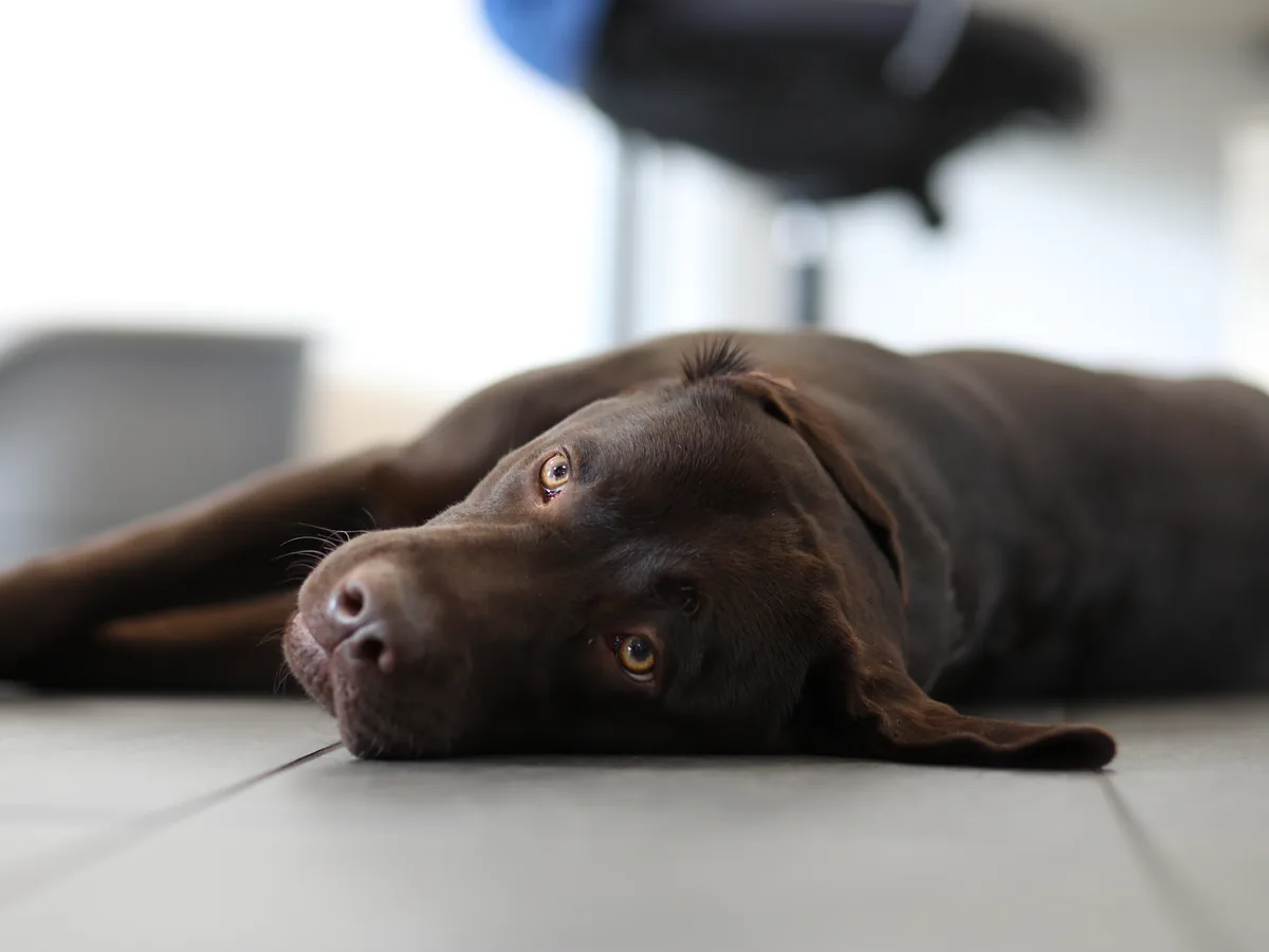 Chesapeake Bay Retriever