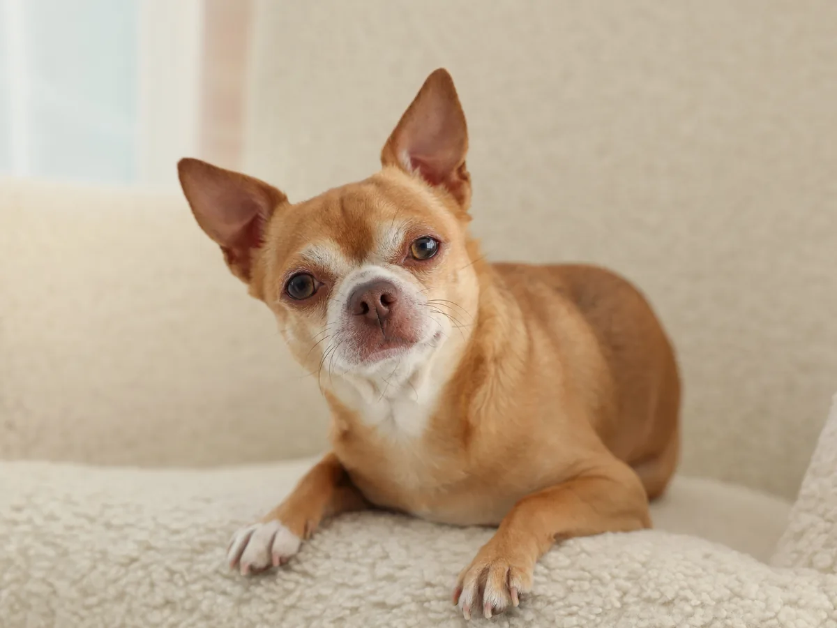 Chihuahua