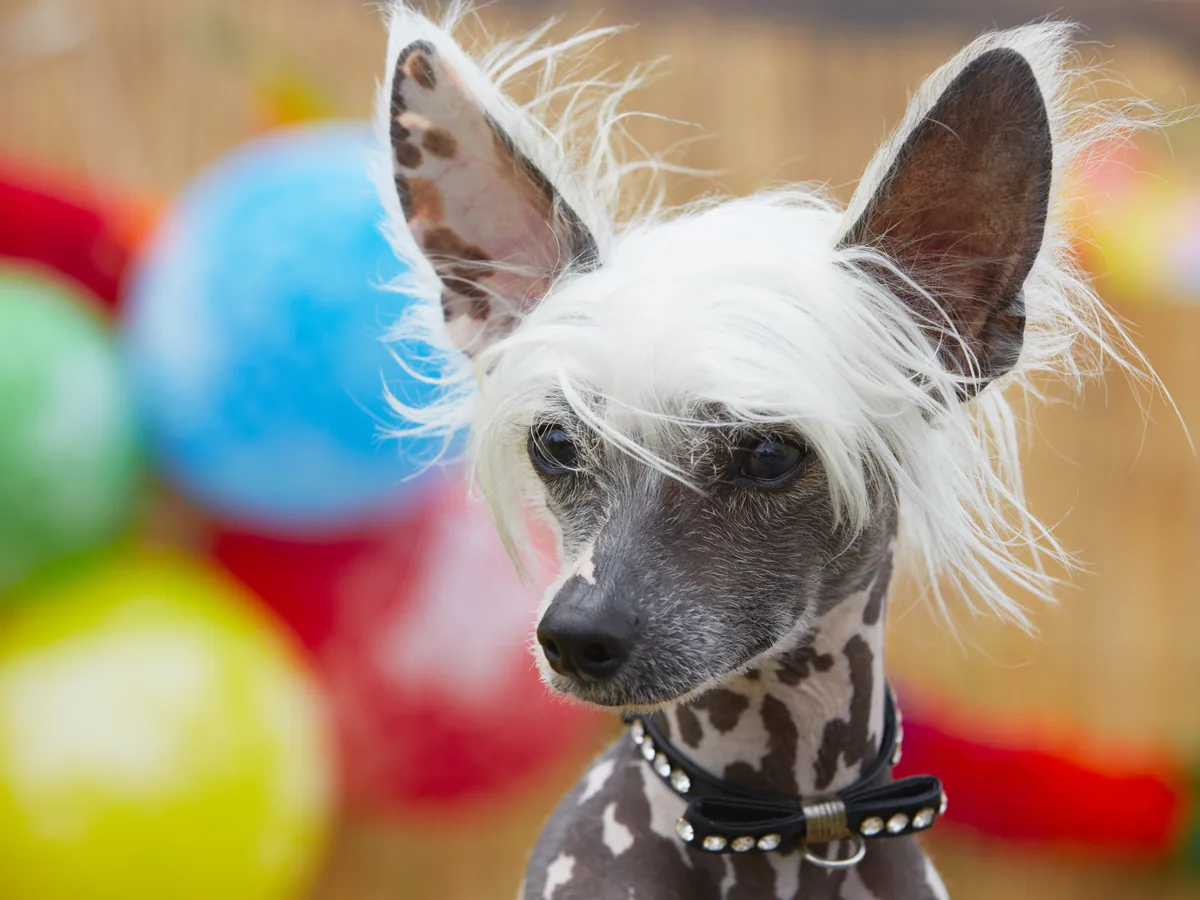 Chinese Crested