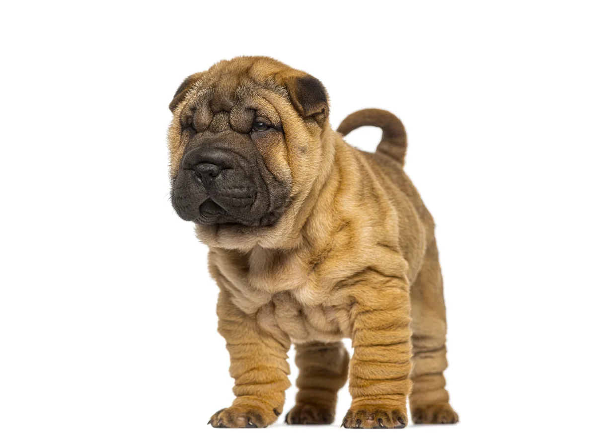 Chinese Shar-Pei