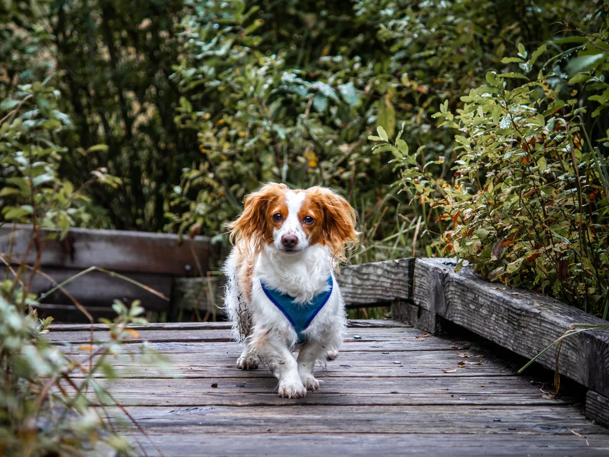 Chiweenie