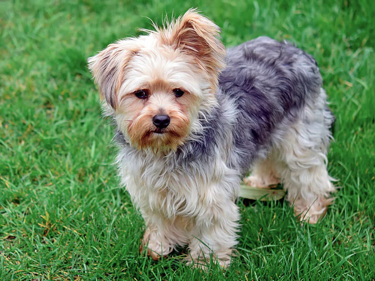 Chorkie
