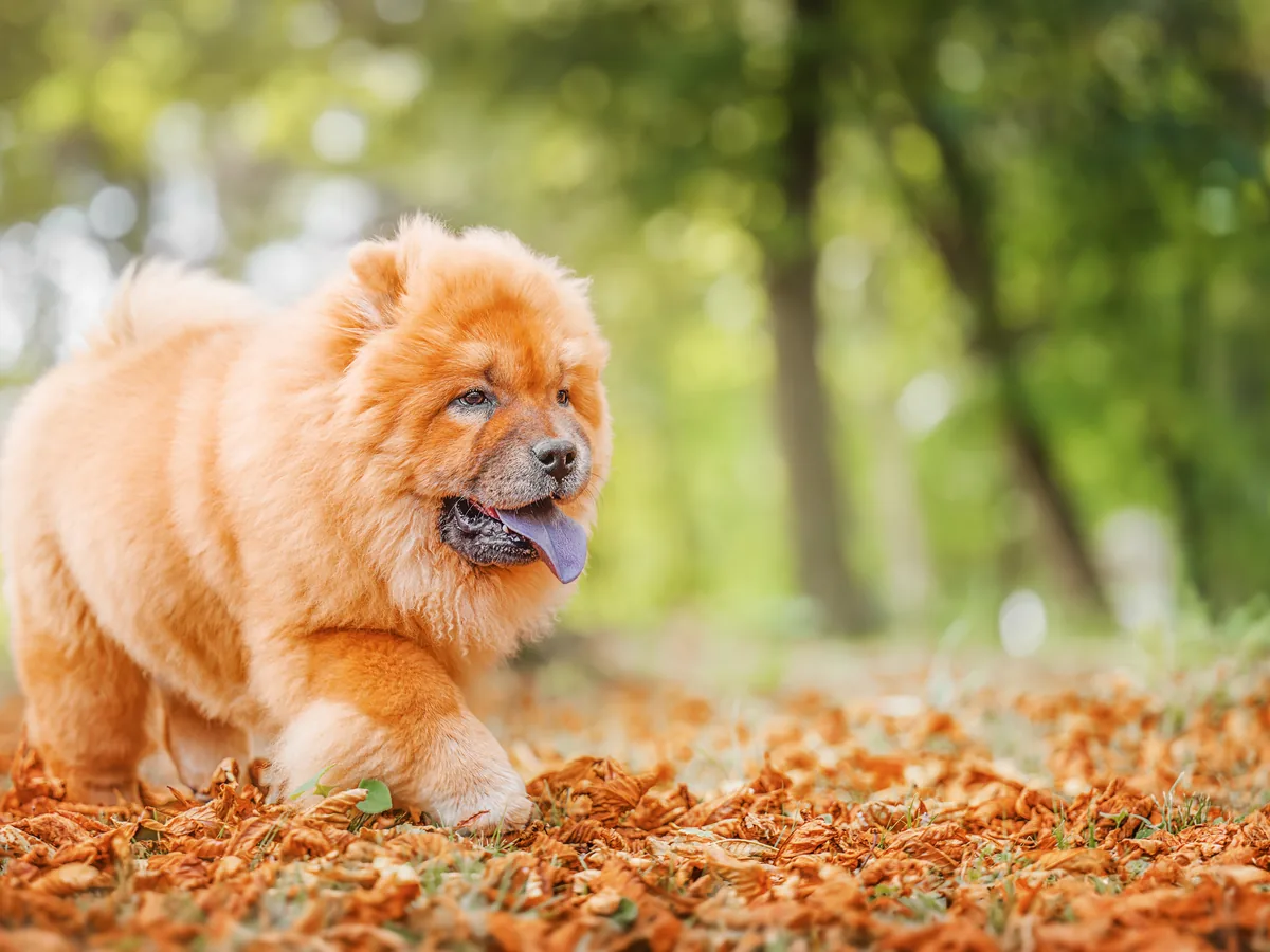 Chow Chow — separation anxiety risk 3/5, reserved and self-contained