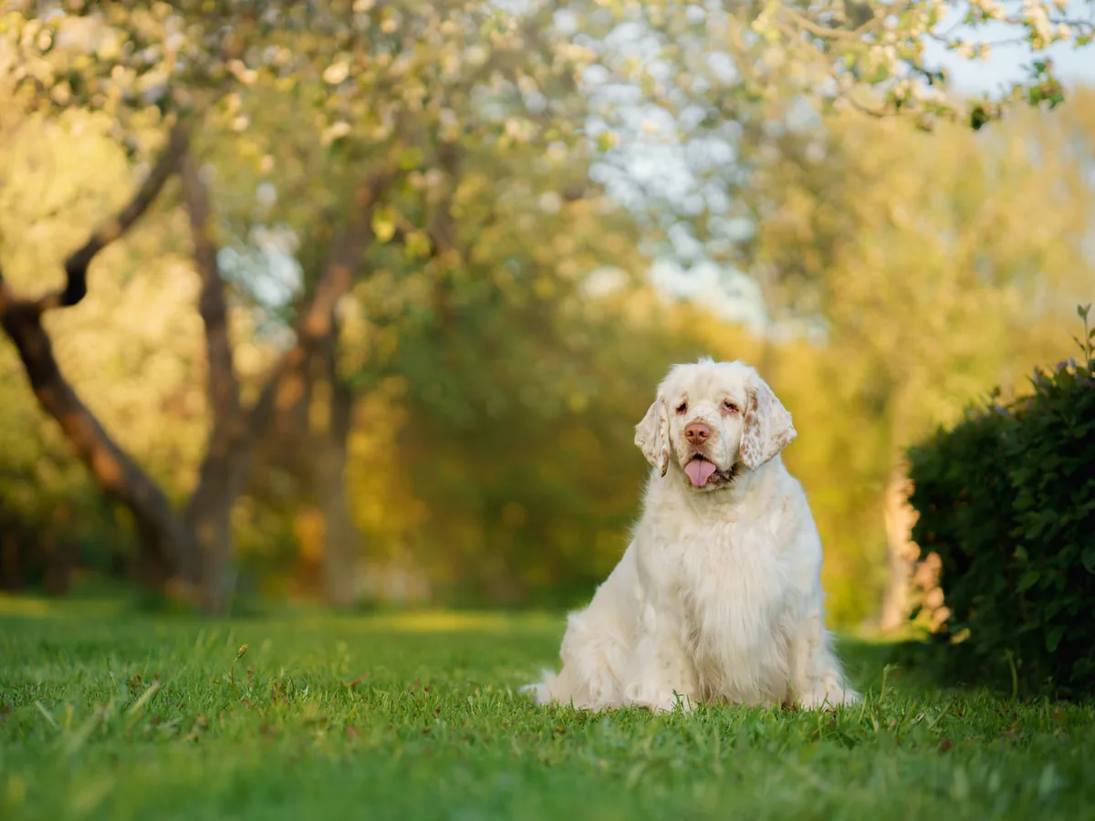 Clumber Spaniel