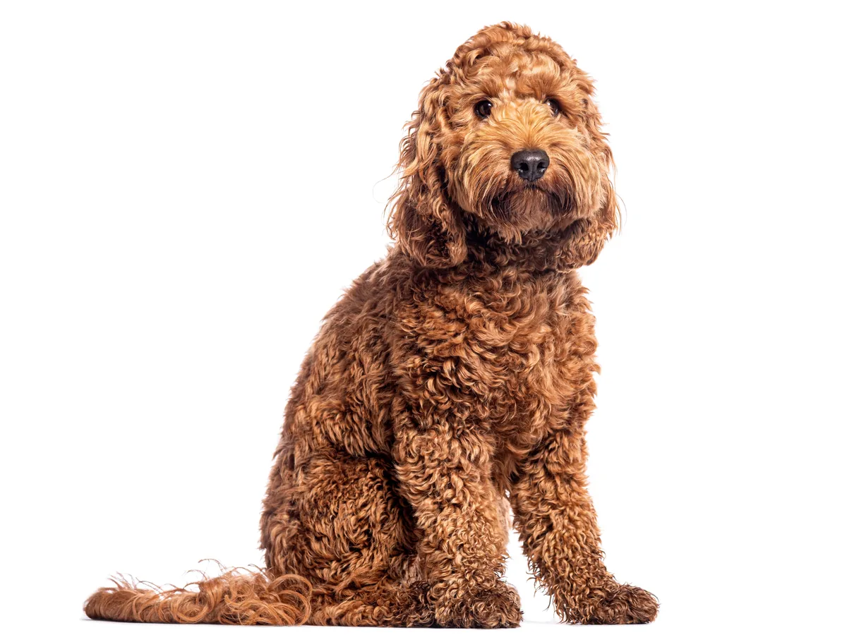 Cockapoo