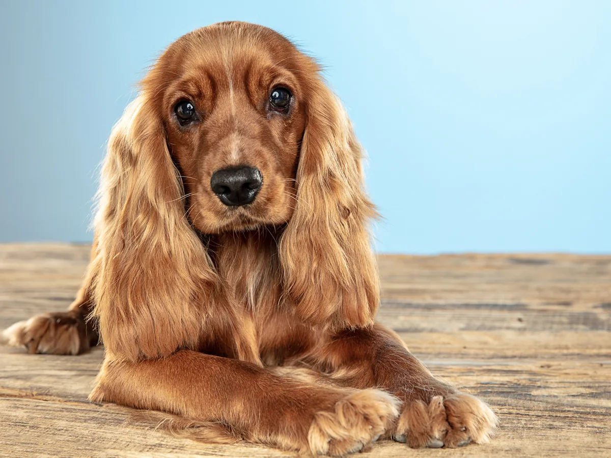 English Cocker Spaniel