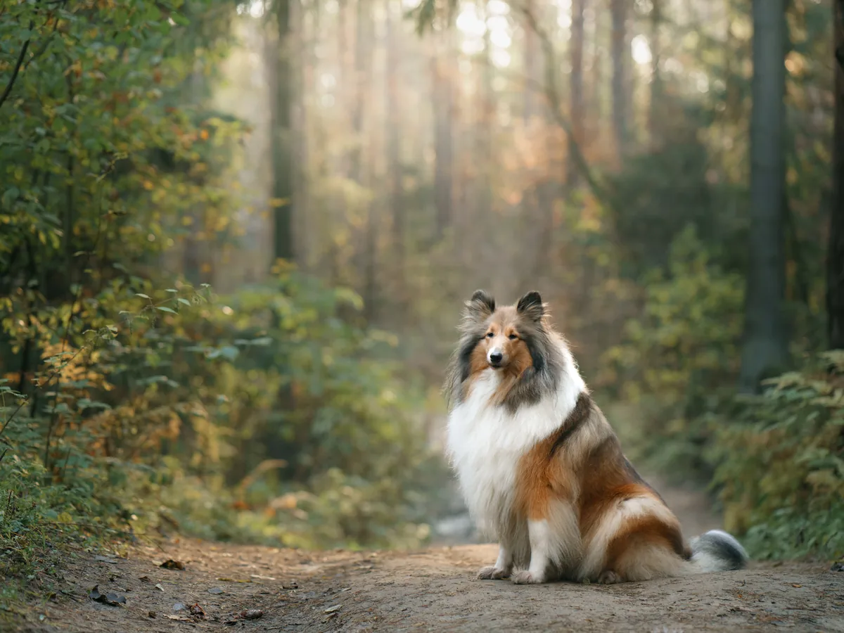 Collie
