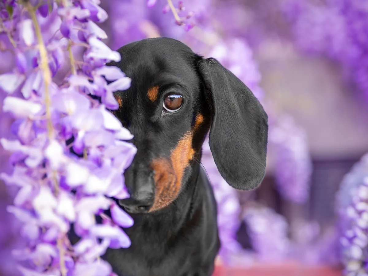 Black and tan smooth-coated Dachshund beside purple flowers