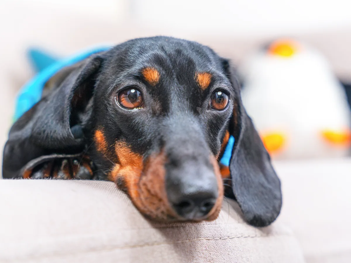 Dachshund