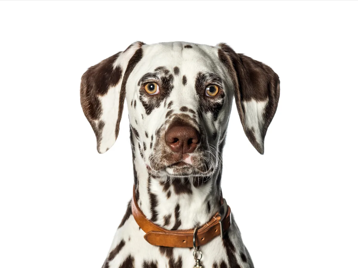 Dalmatian