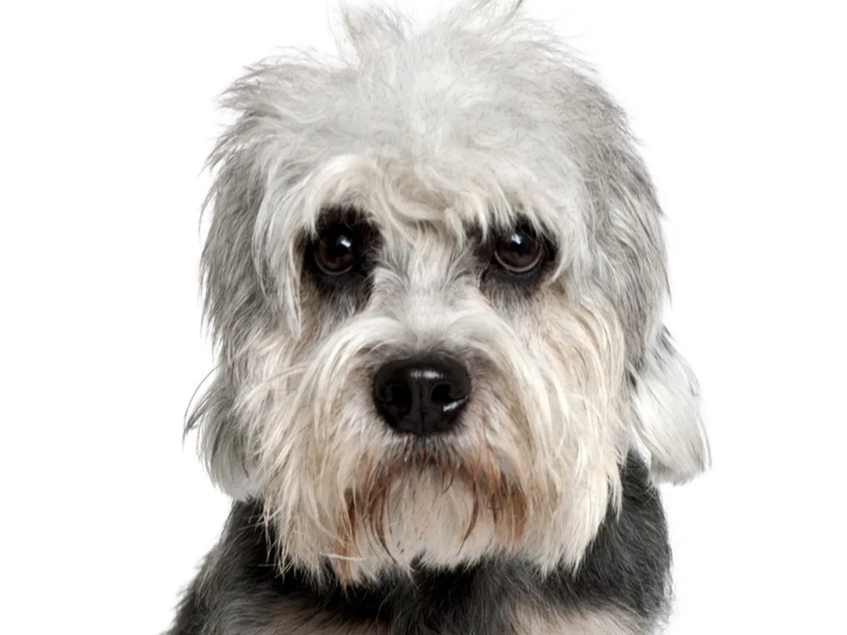 Dandie Dinmont Terrier