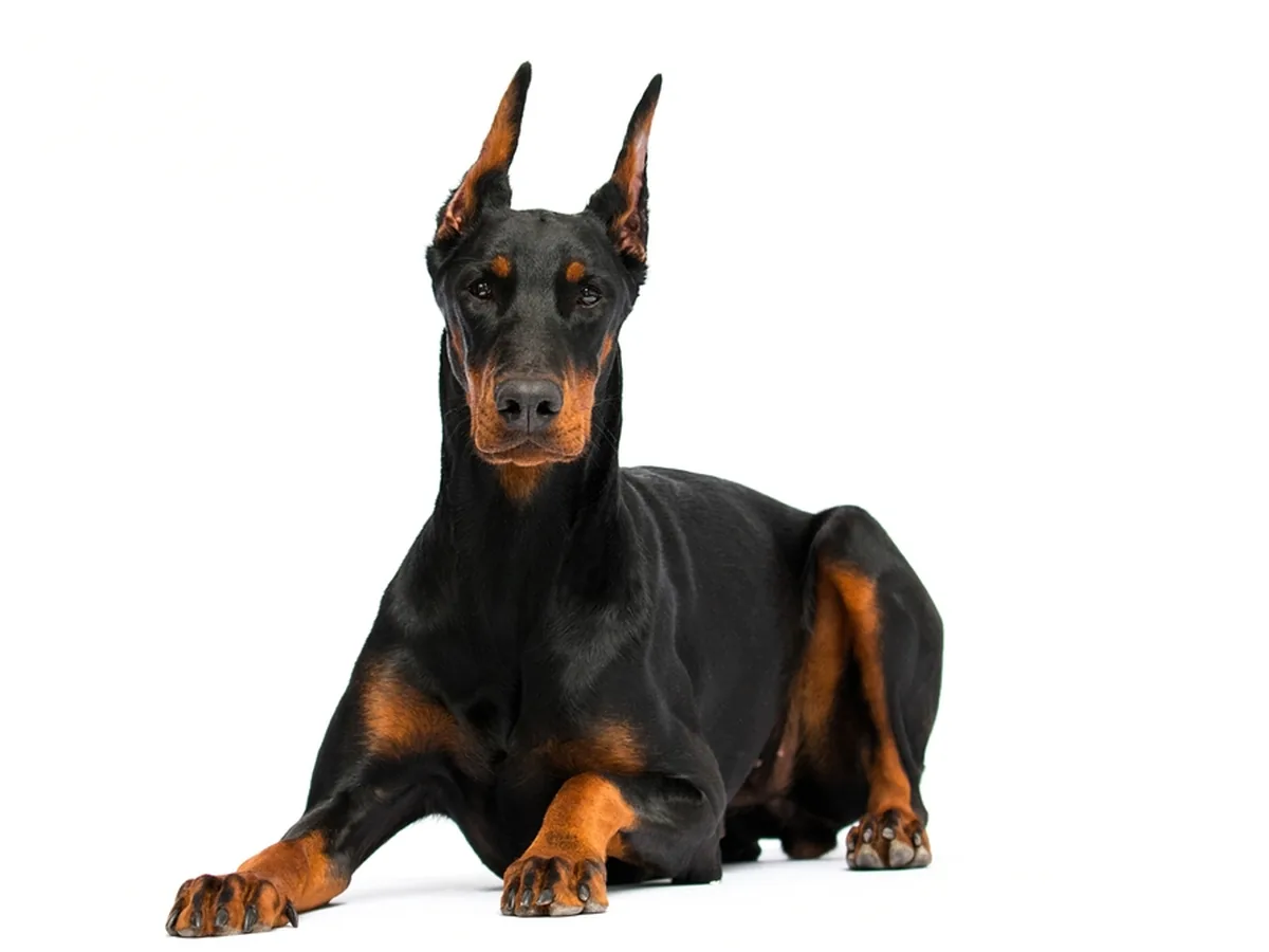 Doberman Pinscher