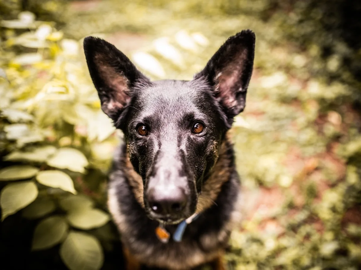 Dutch Shepherd
