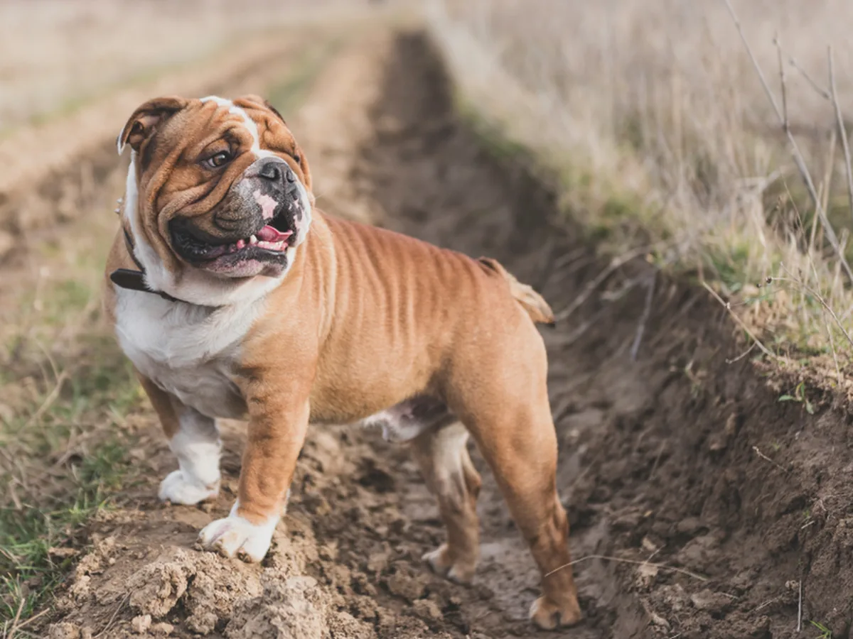 English Bulldog