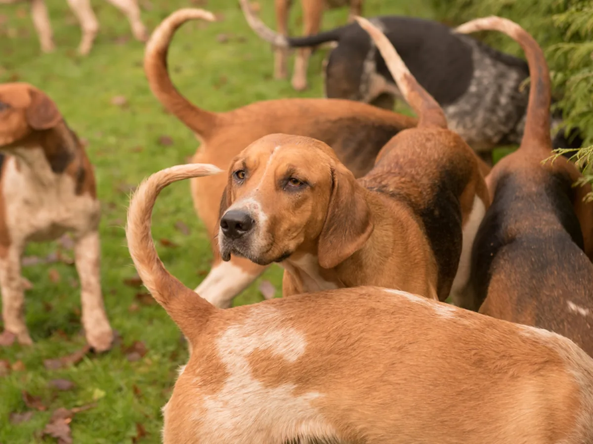 English Foxhound